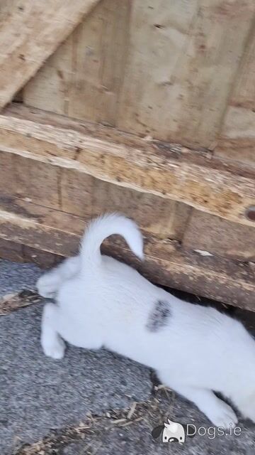 Beautiful Blue Merle Rough Collie puppies for sale in Cavan - Video