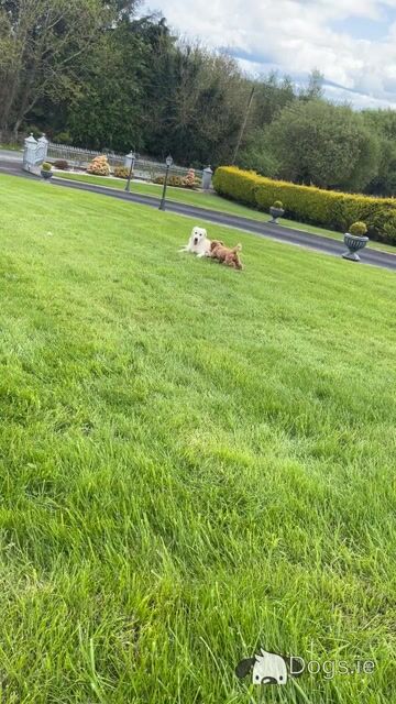 Golden Retriever - Sam - for stud in Donegal - Video