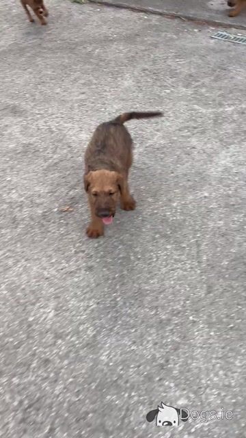 Beautiful Pedigree Irish Terrier puppies in Cork - Video