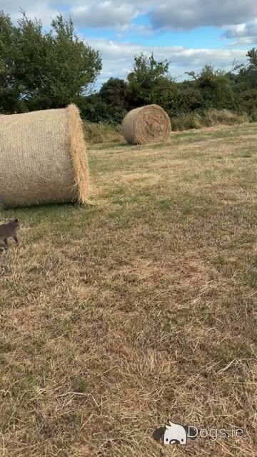 Handsome Irish Wolfhound with British bloodline. - Video