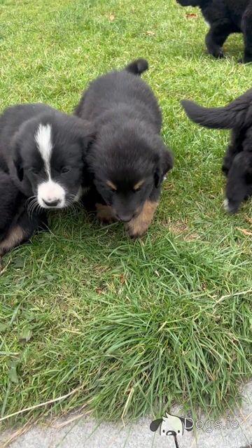 Golden Mountain Dog puppy’s - Video