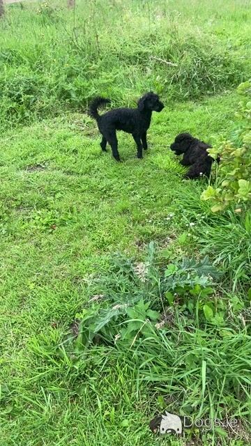 Beautiful Miniature Poodles in Meath IKC Registered, Call 087 622 4244 - Video
