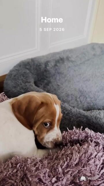 English Pointer puppies for sale in Sligo - Video