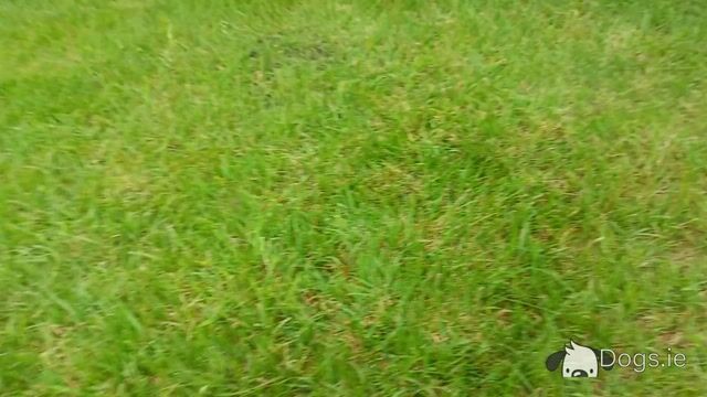 Stunning Cockapoo puppies in Limerick - Video