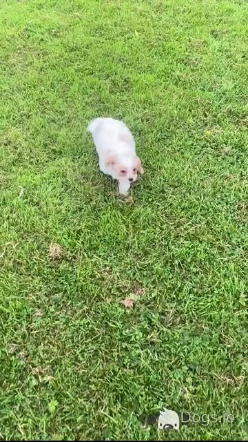 Adorable Cavachon puppy in Sligo - Video