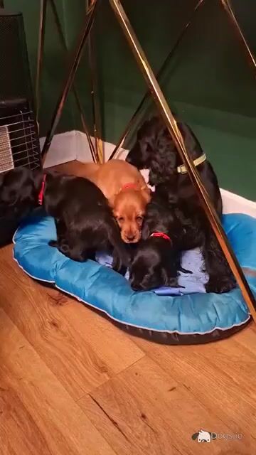 Adorable cocker Spaniel puppies phone 0879552445 - Video