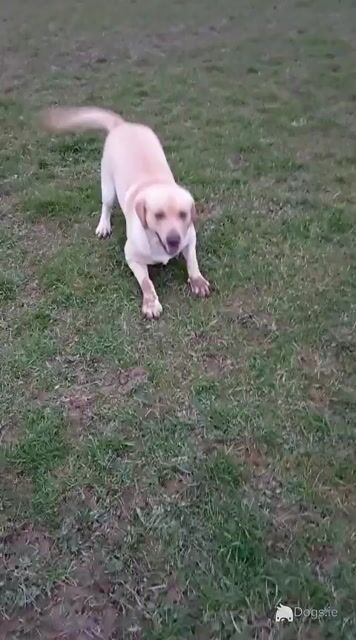IKC Registered Golden Labrador studs - Father and Son 🐾 - Video