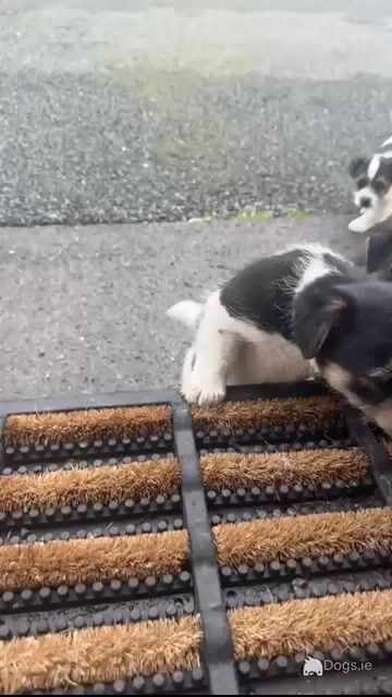 Jack Russell pups in Sligo - Video
