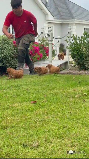 Health Tested Parents. F1 Cavapoo Puppies - Video