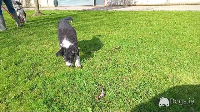 Lovely Border Collie puppies in Monaghan.... Just one pup left! - Video