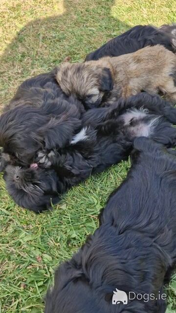 Imperial Shih Tzu puppies in Clare - Video
