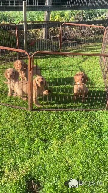 Top Quality 3 generation Cocker Spaniel puppies in Offaly - Video