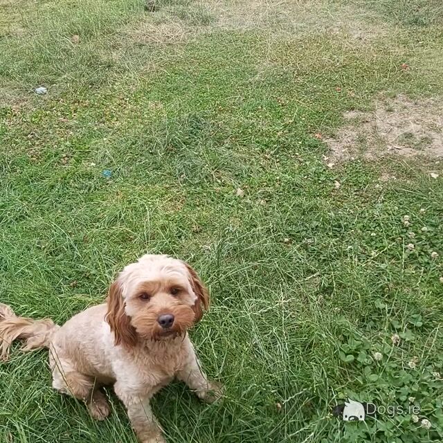 Adorable 16 month-old male Cavapoo - Video