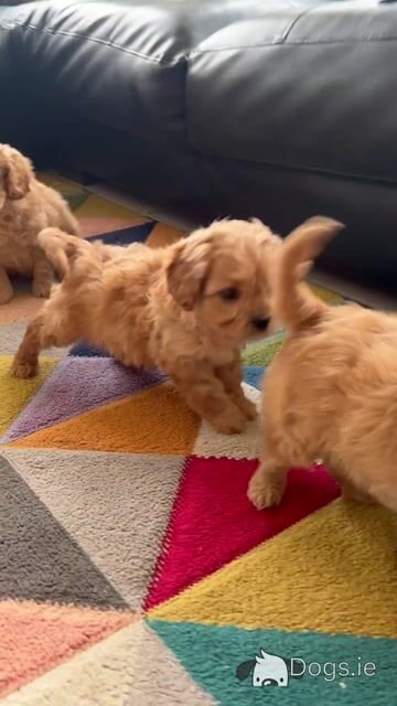 Cavapoo puppies (Video Included) in Cavan - Video