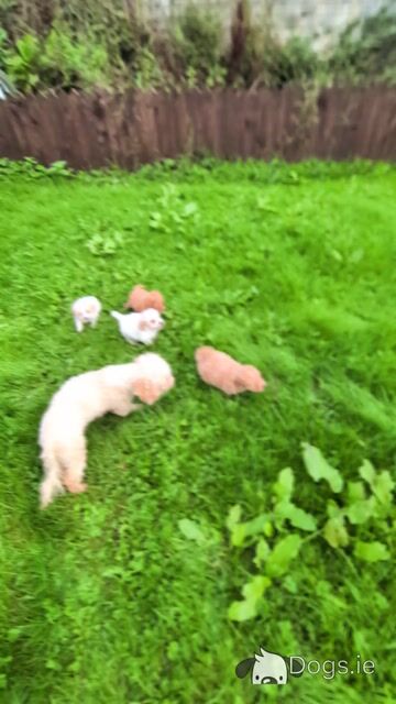 Beautiful Litter of Poochon puppies for sale in Clare - Video