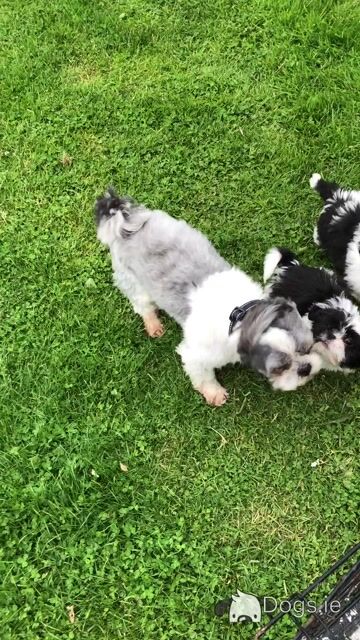 Beautiful Friendly Shih Tzu puppies for sale in Limerick - Video