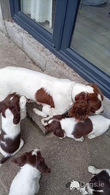 Purebred Springer Spaniel puppies in Tipperary €550 - Video