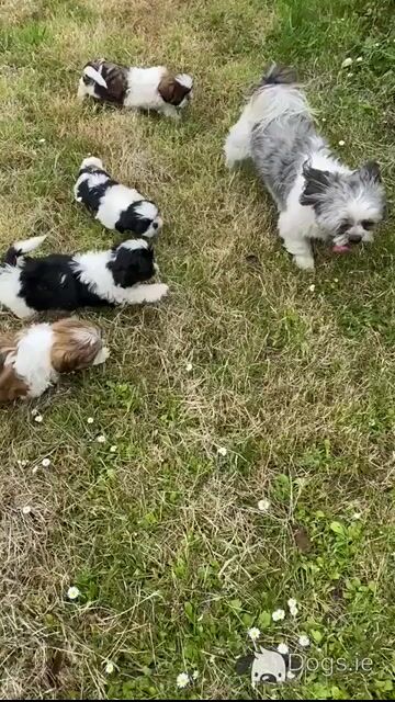 IKC Registered (pending) Shih Tzu puppies in Kerry - Video
