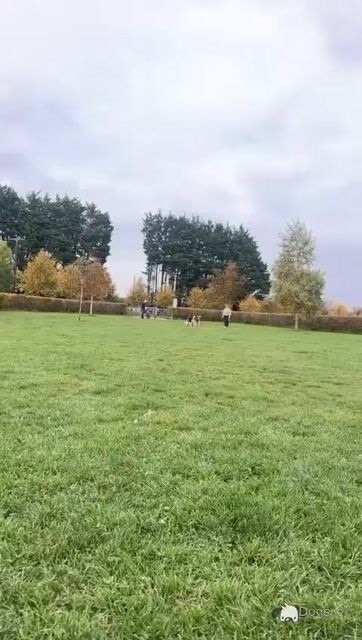 Dobermann looking for a new home - Video