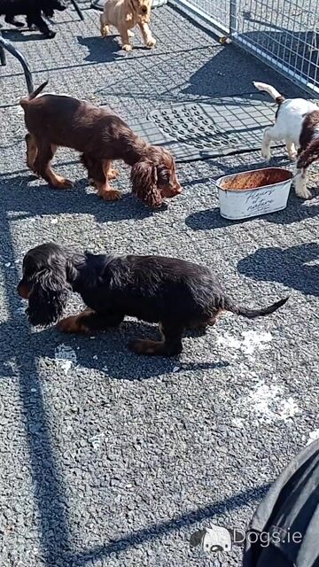 Cocker Spaniel puppies in Kilkenny - Video