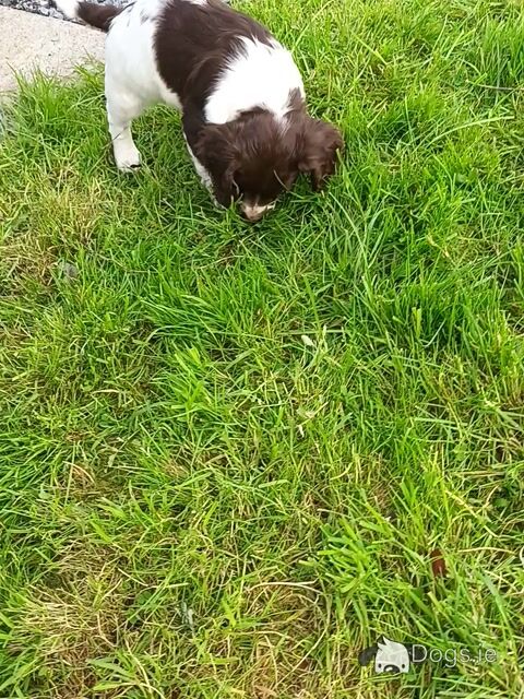 English Springer Spaniel puppies in Westmeath - Video
