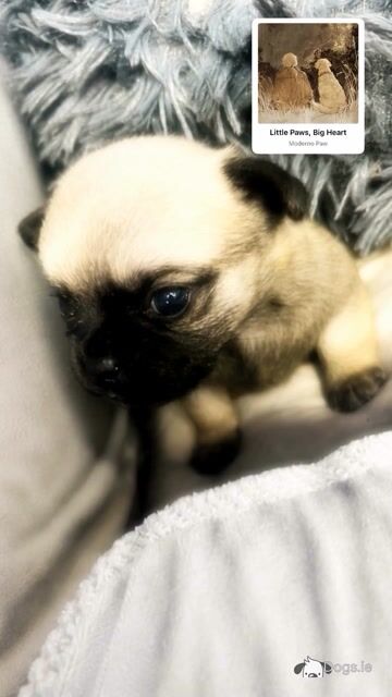 2 Pug X puppies in Carlow - Video