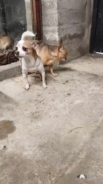 Purebred male Chihuahua puppy in Limerick - Video