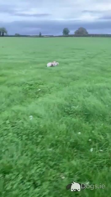 Red merle Sheepdog puppies in Tipperary - Video