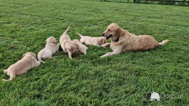 Golden Retriever puppies for sale in Galway - Video