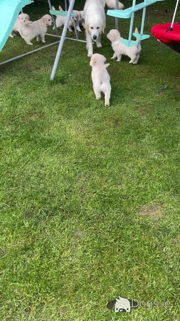 Golden Retriever puppies in Cavan - Video