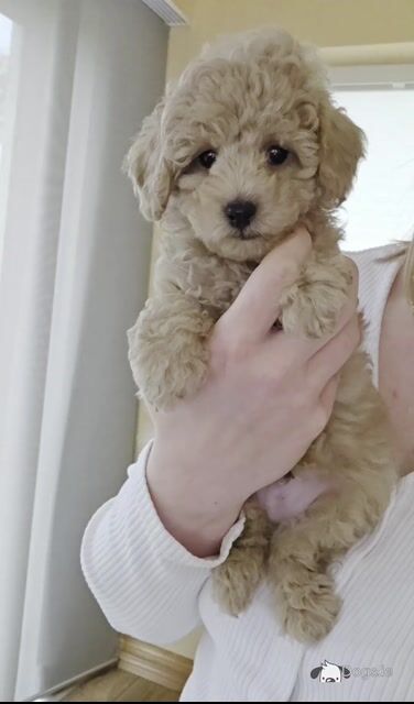 KC Registered Toy Poodle puppies in Donegal - Video