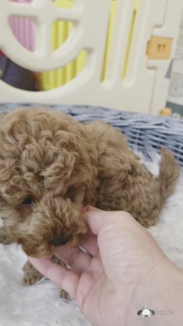 Registered Toy Poodle Puppies - Video