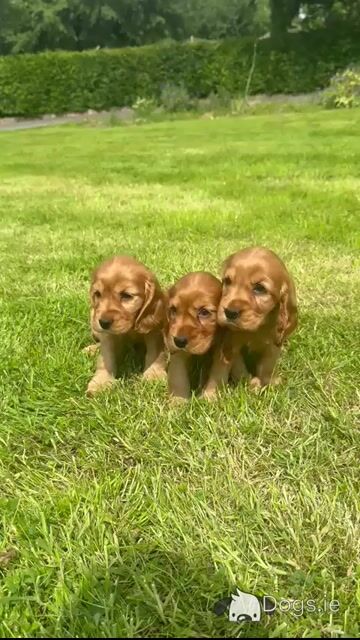 Purebred Golden Cocker Spaniel puppies in Cavan - Video
