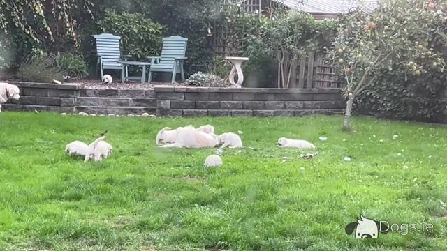 2 Stunning purebred Golden Retriever puppies for sale in Wexford - Video