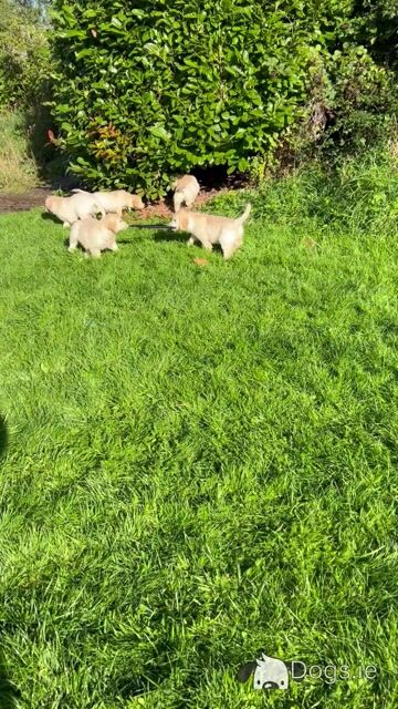 IKC Registered Golden Retriever puppies in Offaly - Video