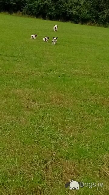 Springer Spaniel puppies in Leitrim - Video