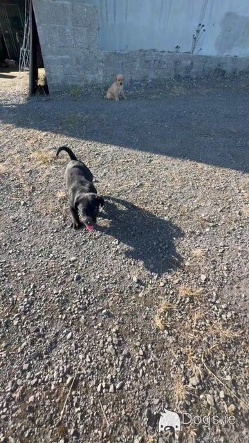 Labradoodle puppies in Laois - Video
