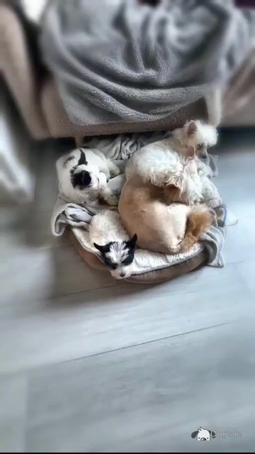 Purbred Chinese Crested  female puppy in Wexford - Video