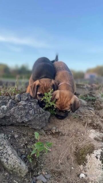 Full Pedigree Border Terrier puppies in Armagh - Video