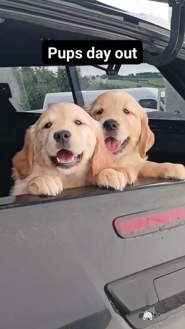 Beautiful IKC registered Golden Retriever puppies in Donegal - Video