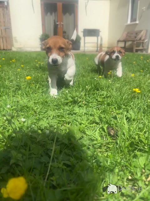 Purebred Jack Russell–Collection in Dublin Available - Video