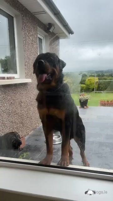 J.J the friendly Rottweiler - Video