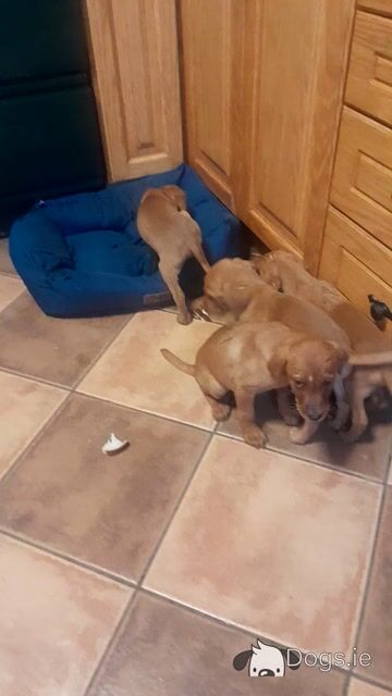 Fox Red Labrador puppies in Clare - Video