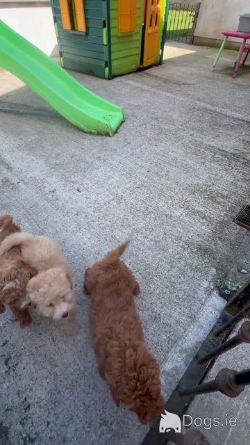 Fabulous mini Cockapoo puppies 🐶 - Video