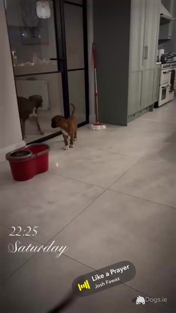 10 week old IKC Registered (pending) boxer puppies - Video