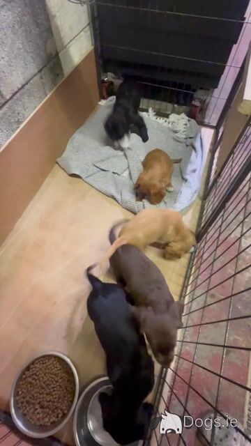 IKC Registered (pending) Cocker Spaniel puppies available in Carlow - Video