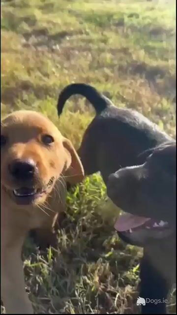 IKC registered exceptional Red Fox lab puppy remaining - Video