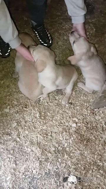Purebred Labrador puppies in Wexford - Video