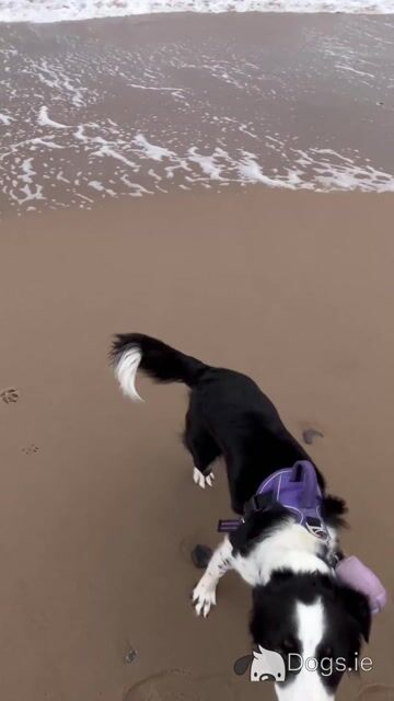 Willow is a 2 year old Border Collie in Wexford Seeking a Loving New Home - Video