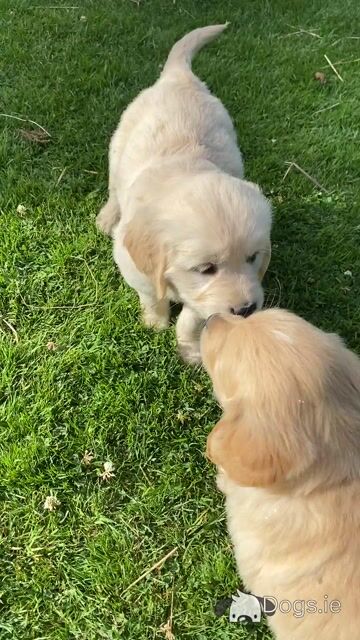 Purebred Golden Retriever puppies in Wexford - Video